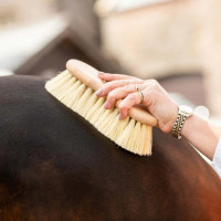Artykuły do czyszczenia konia | Healthy Horse